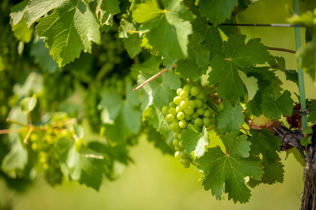 Weingut-Gaestehaus Birnstingl กัมลิทซ์ ภายนอก รูปภาพ